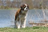 SAINT BERNARD 115